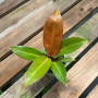 Philodendron Prince Of Orange — philodendron prince of orange comprar chile