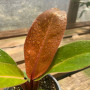 Philodendron Prince Of Orange — philodendron prince of orange comprar chile