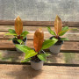 Philodendron Prince Of Orange — philodendron prince of orange comprar chile