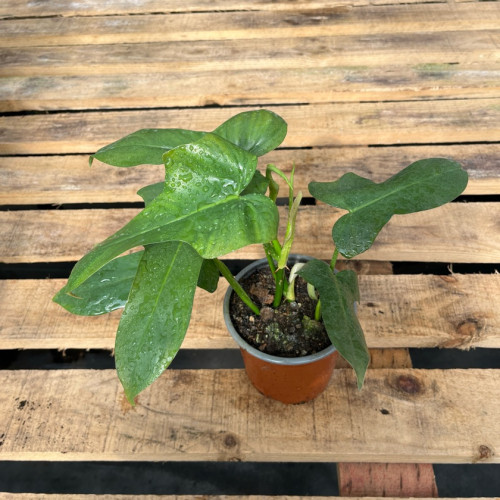 Philodendron Panduriforme