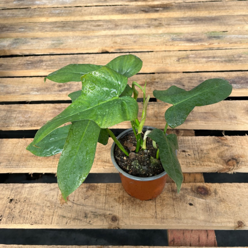 Philodendron Panduriforme