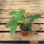 Philodendron Panduriforme