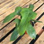 Philodendron Panduriforme