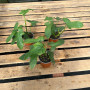 Philodendron Panduriforme