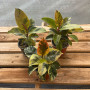 Gomero Shivereano (S) — gomero shivereano precio chile