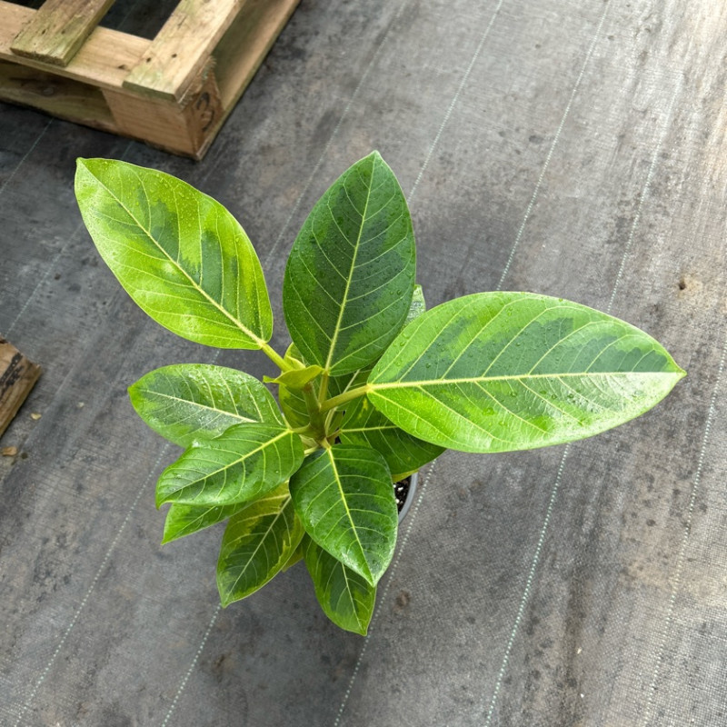Gomero Altissima Variegado