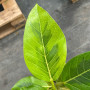 Gomero Altissima Variegado