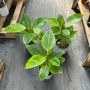 Gomero Altissima Variegado