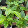 Gomero Altissima Variegado