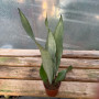 Sansevieria Moonshine