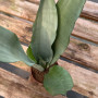Sansevieria Moonshine