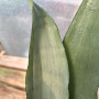 Sansevieria Moonshine