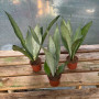 Sansevieria Moonshine
