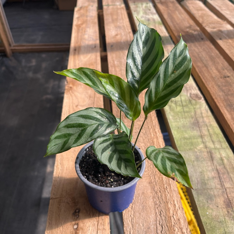 Calathea Freddy