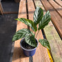 Calathea Freddy