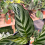Calathea Freddy