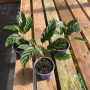 Calathea Freddy