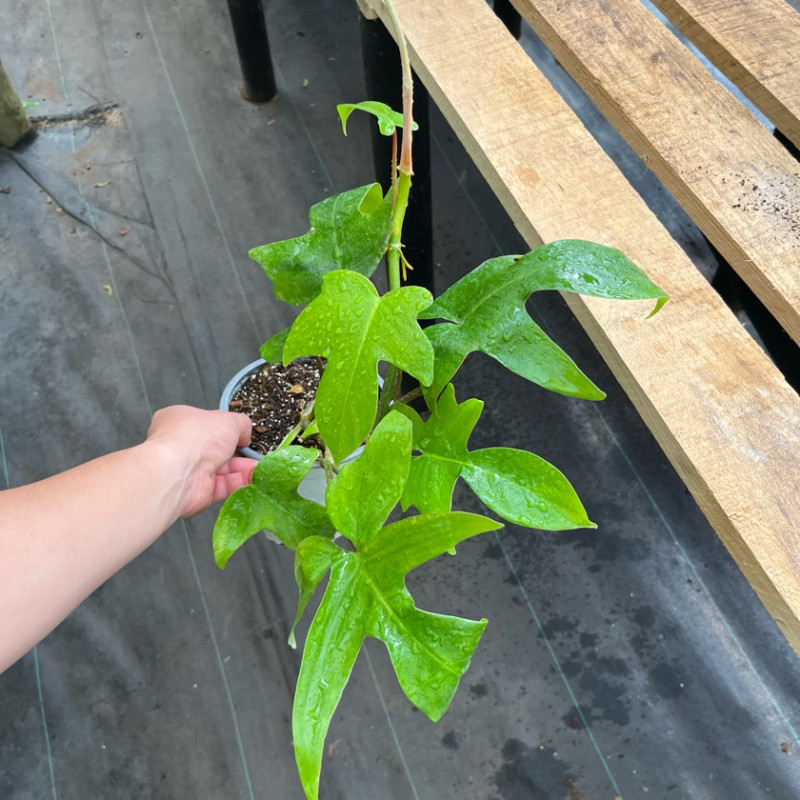 Philodendron Florida