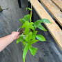 Philodendron Florida