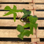 Philodendron Florida