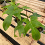 Philodendron Florida