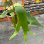 Helecho Platycerium ¨ CUERNO DE ALZE ¨ — helecho cuerno de alce platycerium interior chile