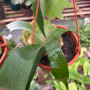 Helecho Platycerium ¨ CUERNO DE ALZE ¨ — helecho cuerno de alce platycerium interior chile