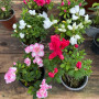 Azalea