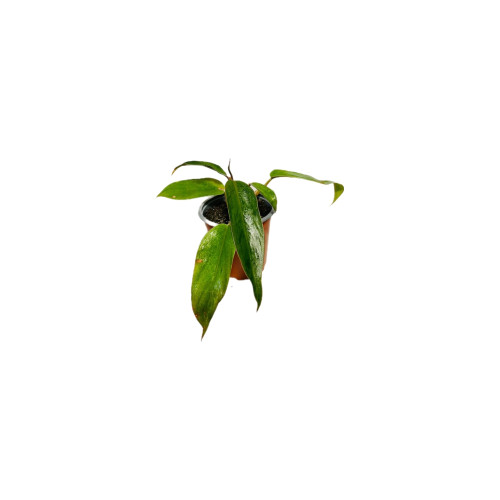 Philodendron Red Emerald