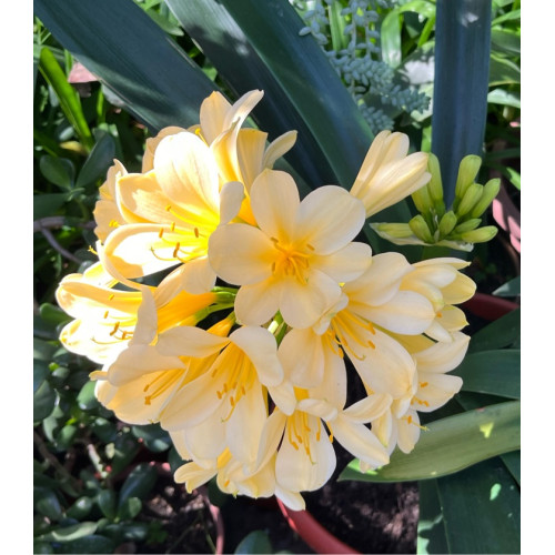 Clivia Amarilla