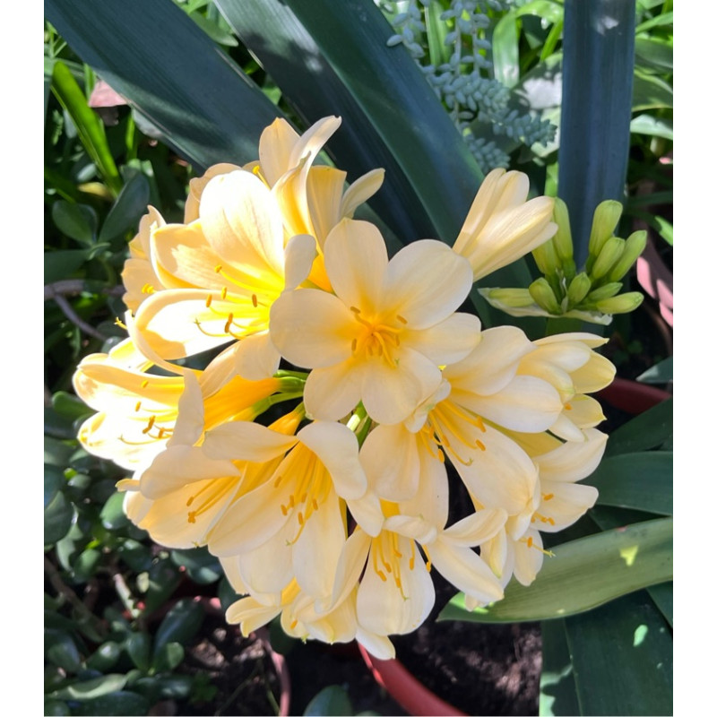 Clivia Amarilla