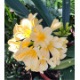 Clivia Amarilla