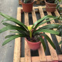Clivia Amarilla