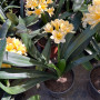 Clivia Amarilla