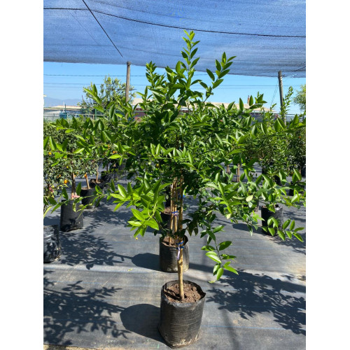 Limequat