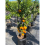 Chinotto