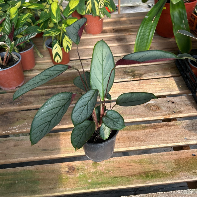 Calathea Grey Star (M) Tamao S (30cm - 40cm) Maceta MAC-15