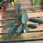 Calathea Grey Star (M)