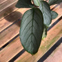 Calathea Grey Star (M)