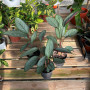 Calathea Grey Star (M)