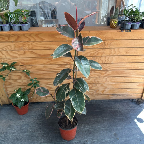 Gomero Ruby XL