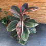 Gomero Ruby ROJO