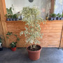 Ficus Benjamina Hawaii Doble XL