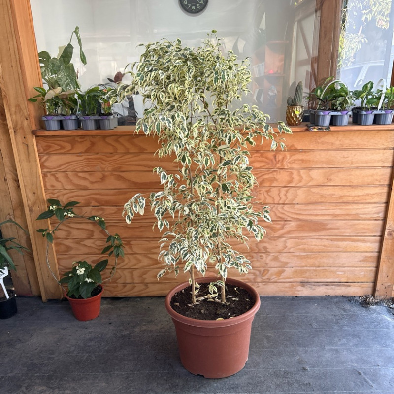 Ficus Benjamina Hawaii Doble XL