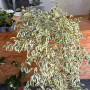 Ficus Benjamina Hawaii Doble XL