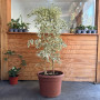 Ficus Benjamina Hawaii Doble XL