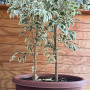 Ficus Benjamina Hawaii Doble XL