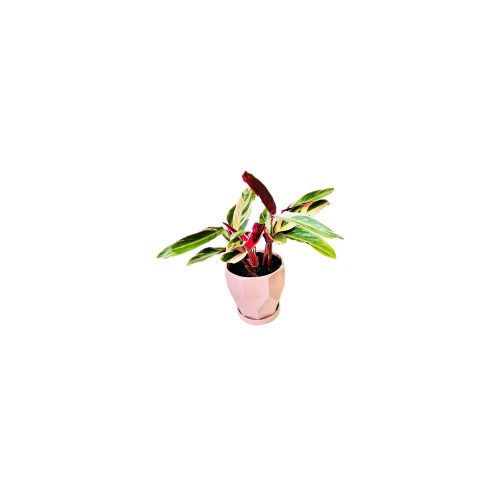 Stromanthe Triostar