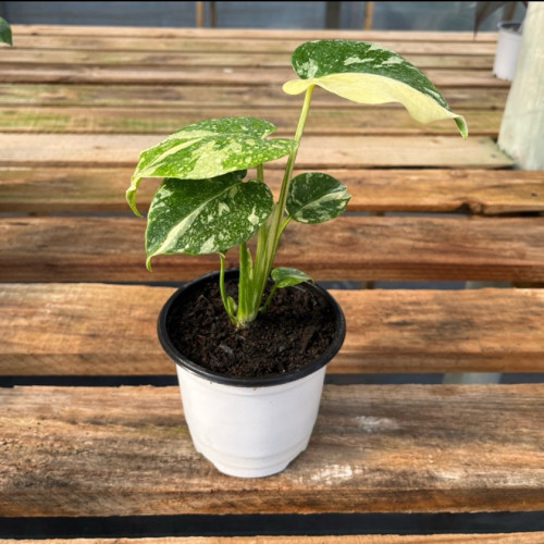 Monstera Thai Constellation (S)