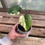 Monstera Thai Constellation (S)